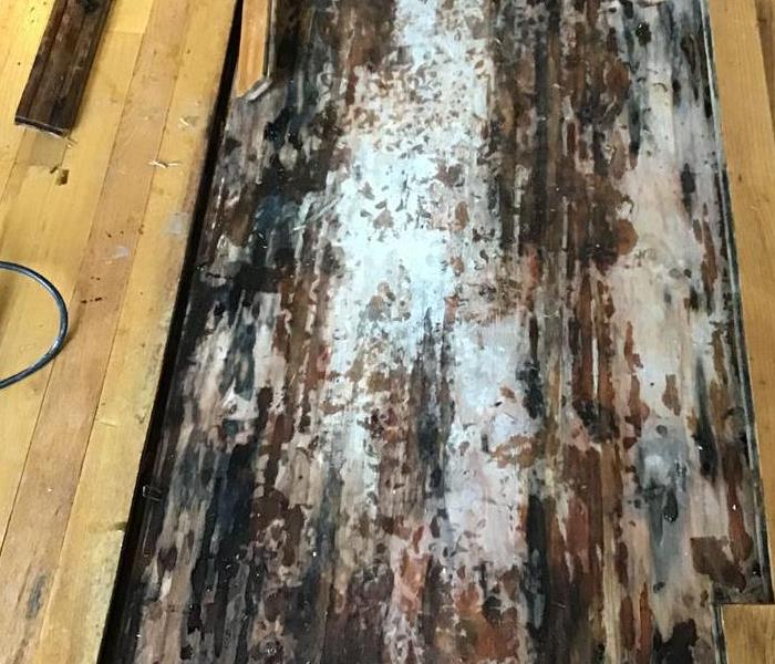 Hardwood floor pulled up with mold underneath. 